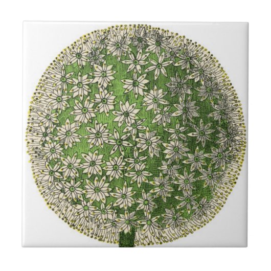 Carreau Rêves vintages - Dandelion (Devant)