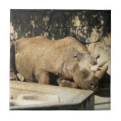 Carreau Rhino couché (Devant)