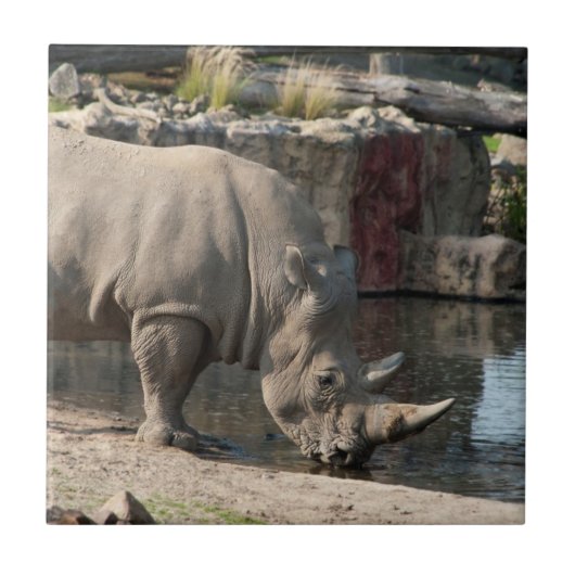 Carreau Rhinocéros (Devant)