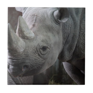 Carreau Rhinoceros noir
