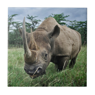 Carreau Rhinocéros noir   Kenya