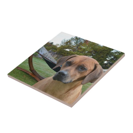 Carreau Rhodesian mignon Ridgeback (Côté)