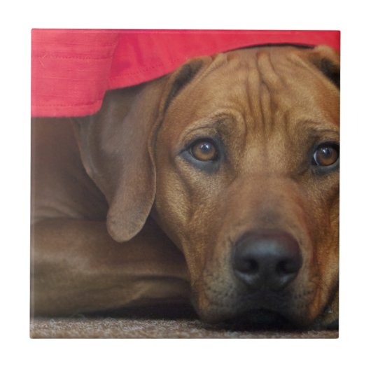 Carreau rhodesian-ridgeback (Devant)