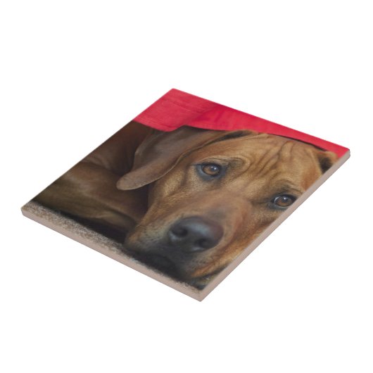 Carreau rhodesian-ridgeback (Côté)