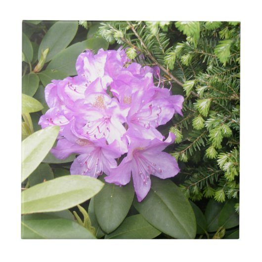 Carreau Rhododendron - fleurs pourpres au printemps (Devant)