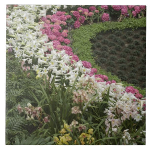 Carreau Rhododendron (Rhododendron catawbiense) Lande
