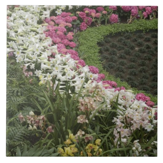 Carreau Rhododendron (Rhododendron catawbiense) Santé (Devant)