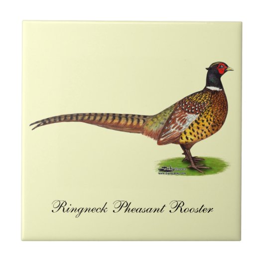 Carreau Ringneck Pheasant Rooster (Devant)