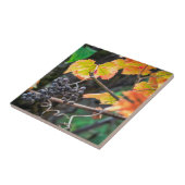 Carreau Ripe Isabella (Côté)