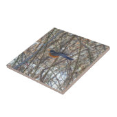 Carreau Robin américain (Côté)