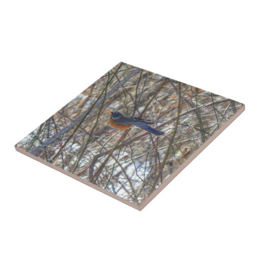 Carreau Robin américain (Côté)