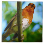 CARREAU ROBINS (Devant)