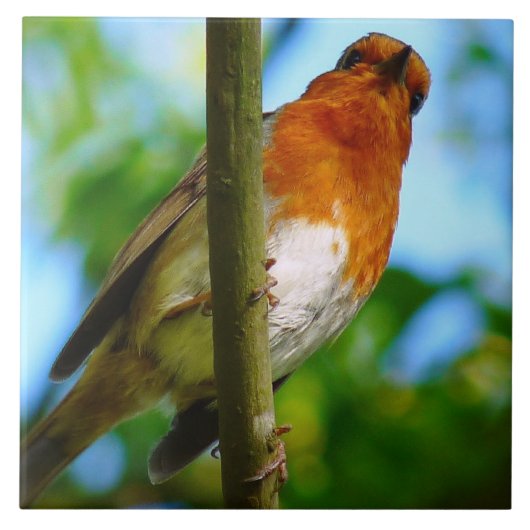CARREAU ROBINS (Devant)