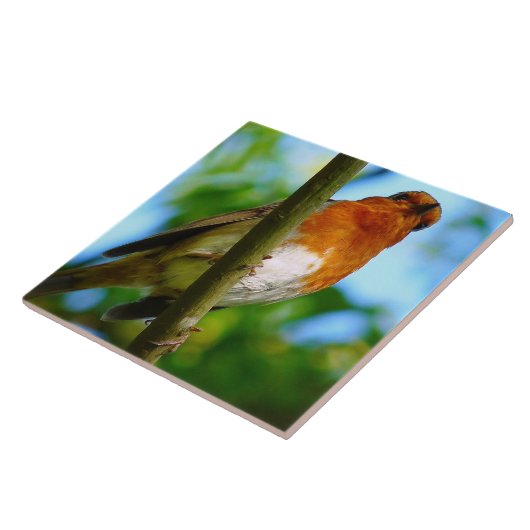 CARREAU ROBINS (Côté)