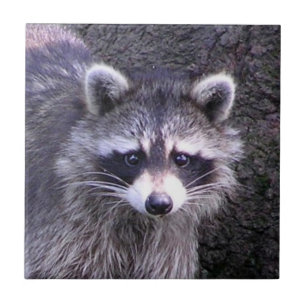 Carreau Rocky le Raccoon