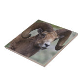 Carreau Rocky Mountain Bighorn Sheep Ram (Côté)