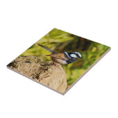 Carreau Roitelet bleu (Côté)