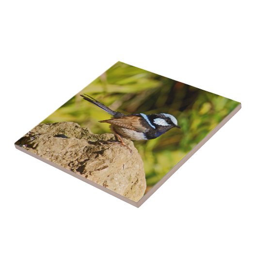 Carreau Roitelet bleu (Côté)