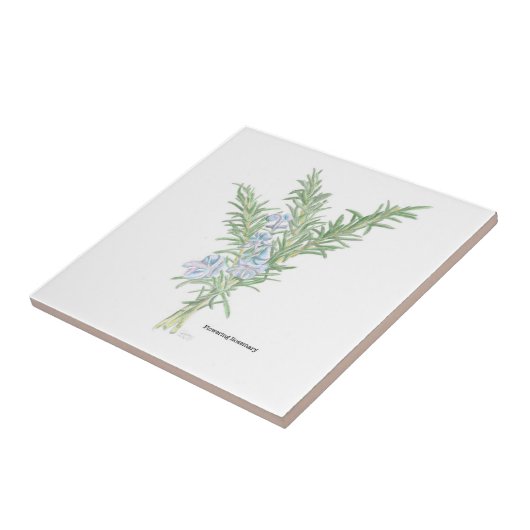 Carreau Romarin (Côté)