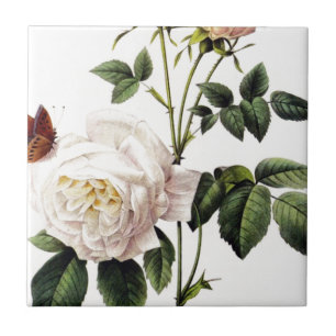 Carreau Rosa Bengale - Pierre Joseph Redouté.