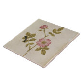 Carreau Rosa Canina - Dogrose et Caterpillar (crayon et (Côté)