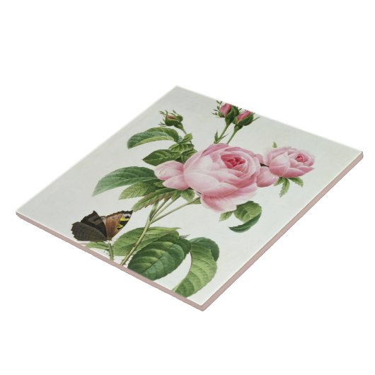 Carreau Rosa Centifolia (Côté)