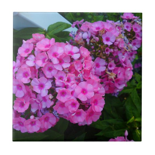 Carreau rose (Devant)