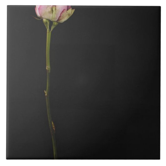 Carreau Rose 3 de rose (Devant)