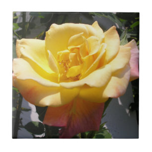 Carreau Rose à manteau de Joseph