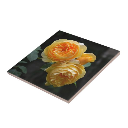 Carreau Rose anglais jaune (Côté)