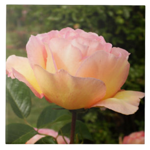 Carreau Rose Apricot