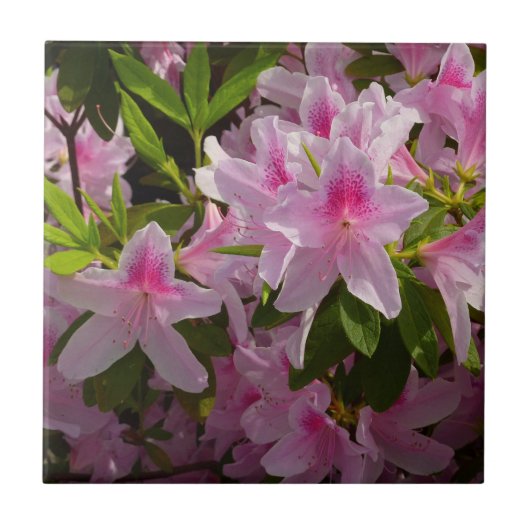 Carreau Rose Azalea Bush printemps floral (Devant)