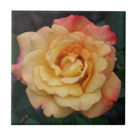 Carreau Rose Beautiful Pink and Yellow Floral (Devant)