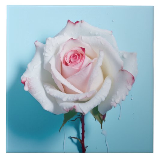 Carreau Rose blanc sur arrière - plan bleu turquoise (Devant)