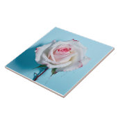 Carreau Rose blanc sur arrière - plan bleu turquoise (Côté)