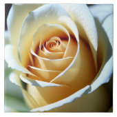 Carreau Rose blanche fraîche (Devant)