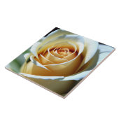 Carreau Rose blanche fraîche (Côté)