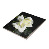 Carreau Rose blanche Pascali (Côté)