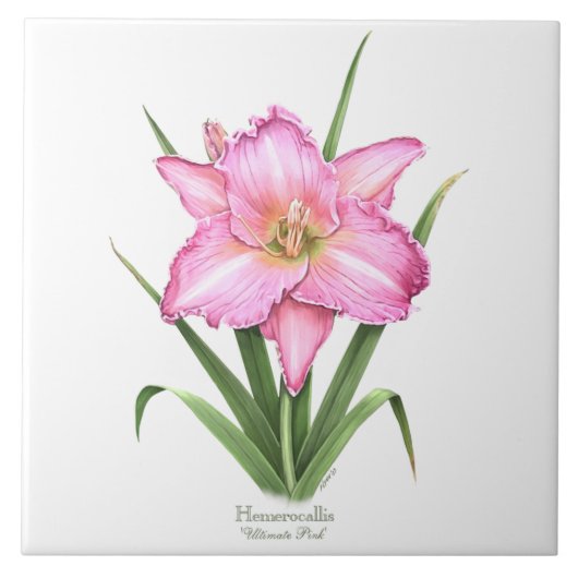Carreau Rose Daylily Botanical Art Style (Devant)