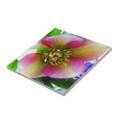 Carreau Rose de carême rose, (Côté)