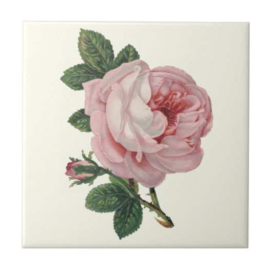 Carreau Rose de chou de Soft Pastel Pink et Feuilles verts (Devant)