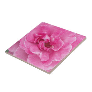 Carreau Rose de jardin rose