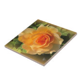 Carreau Rose de parfum miel (Côté)