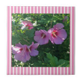 Carreau Rose de Sharon Striped (Devant)