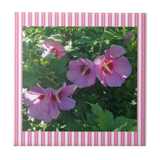 Carreau Rose de Sharon Striped (Devant)
