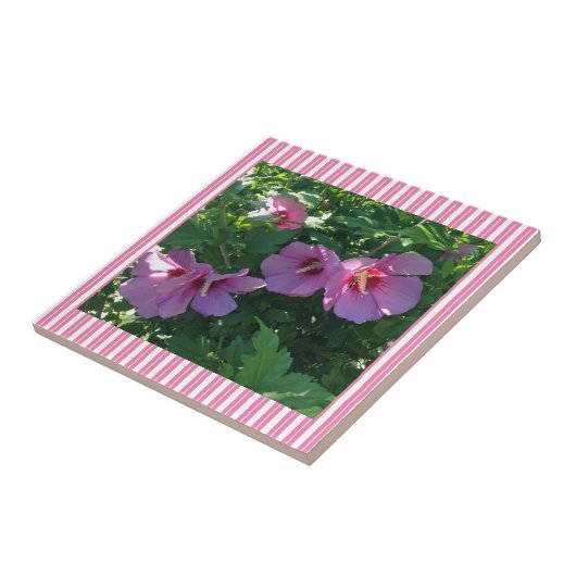 Carreau Rose de Sharon Striped (Côté)