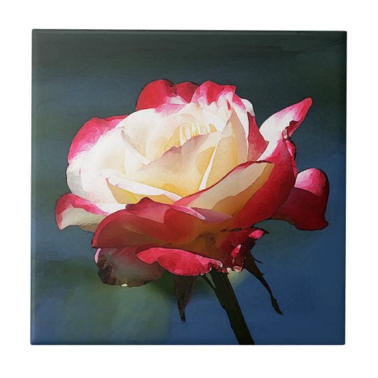 Carreau Rose de thé hybride de "double plaisir" (Devant)