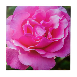Carreau Rose délicate.