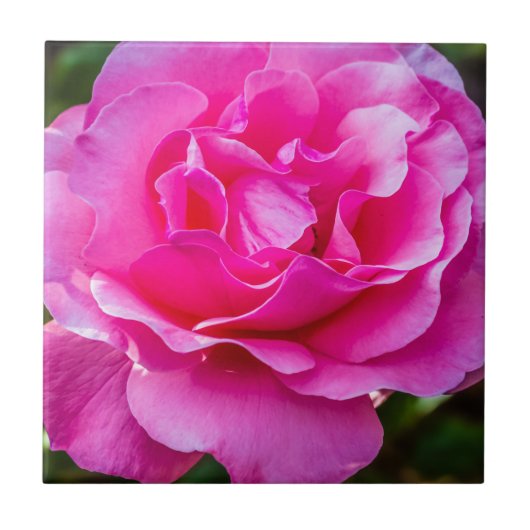 Carreau Rose délicate. (Devant)