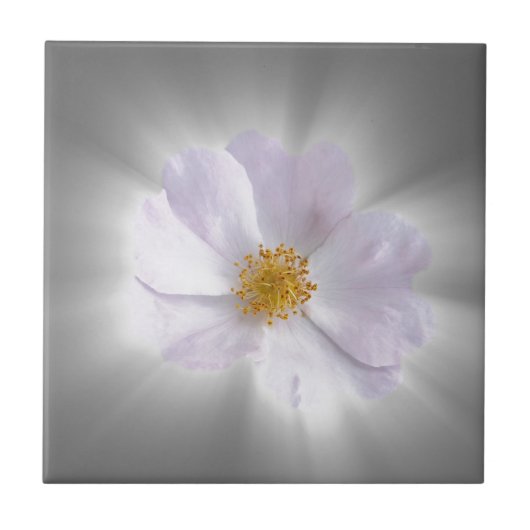 Carreau rose et gris (Devant)